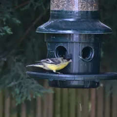 Lesser Goldfinch thumbnail 1