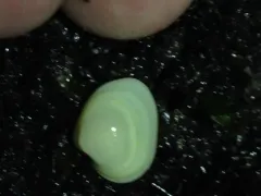 Smooth Kelly Clam thumbnail 3