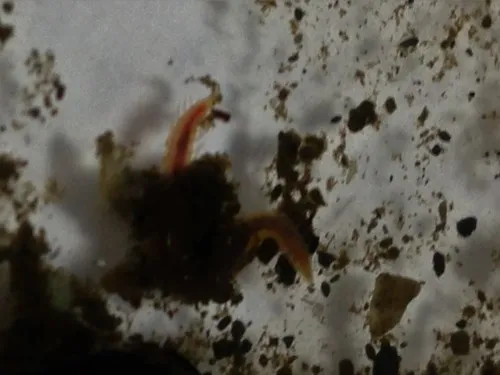 Armandia brevis