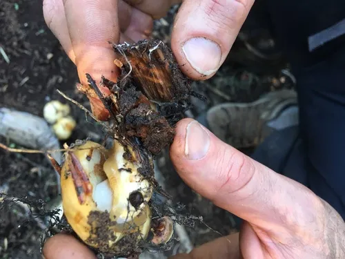 Pholiota olivaceophylla