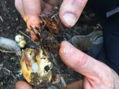 Pholiota olivaceophylla thumbnail 1