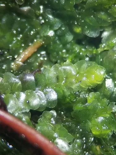 Meylan's Pouchwort