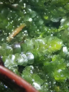 Meylan's Pouchwort thumbnail 1