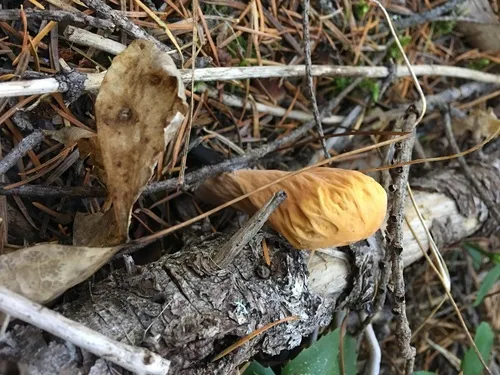 Clavariadelphus pallidoincarnatus