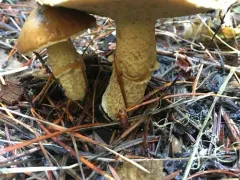 Suillus subolivaceus thumbnail 1