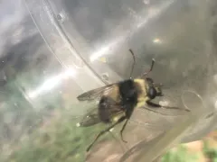 Red-tailed Bumblefly thumbnail 2