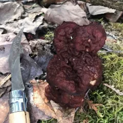 Gyromitra venenata thumbnail 3
