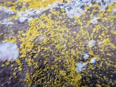 Mealy Firedot Lichen thumbnail 3