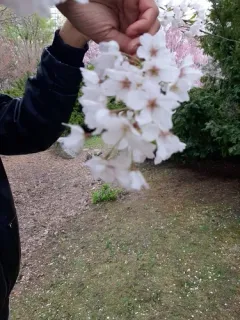 Japanese Cherry thumbnail 3