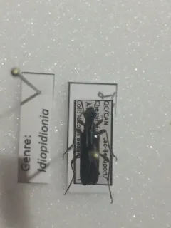 Idiopidonia pedalis thumbnail 4