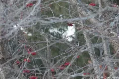 Mistle Thrush thumbnail 4