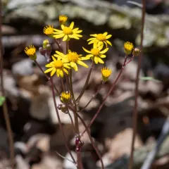 golden ragwort thumbnail 3