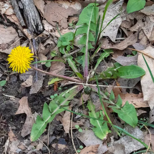 red-seeded dandelion