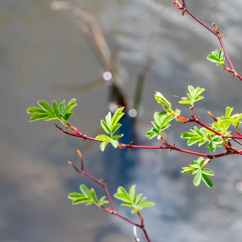 swamp rose