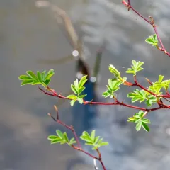 swamp rose thumbnail 1