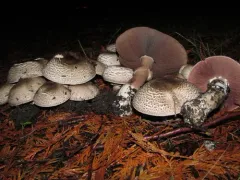 Inky Agaricus thumbnail 2