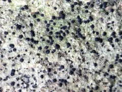 Verrucaria muralis thumbnail 2