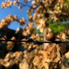 Round Bullet Gall Wasp thumbnail 2