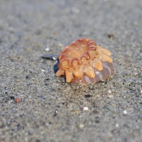 Twelve-tentacled Parasitic Anemone