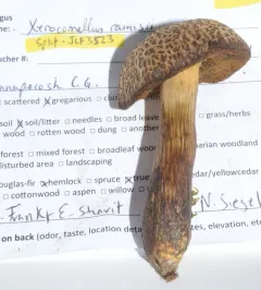 Xerocomellus rainisiae thumbnail 1