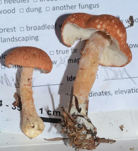 cinnabar powdercap