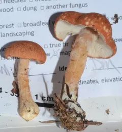 cinnabar powdercap thumbnail 1