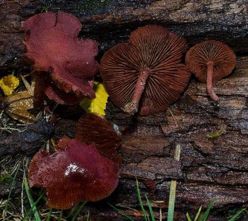 Tubaria vinicolor