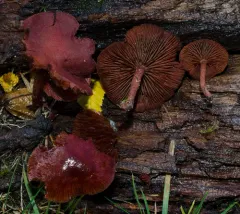 Tubaria vinicolor thumbnail 1