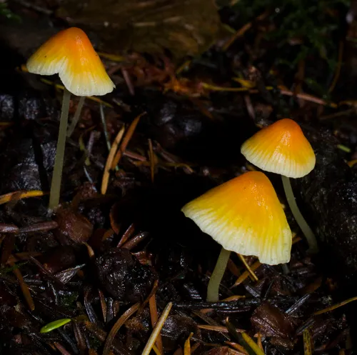 tangerine bonnet