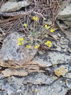 Spatulate Bladderpod thumbnail 3