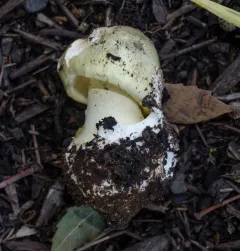 Deathcap thumbnail 1