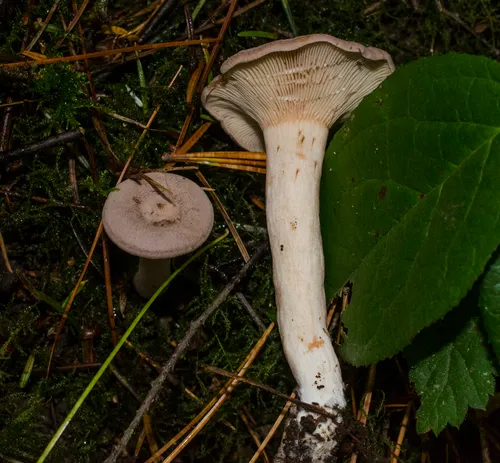 Coconut Milkcap