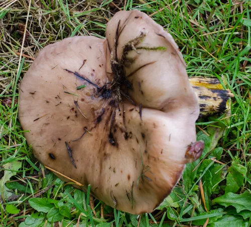 Slimy Spike