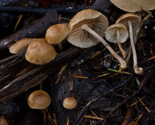 Collybiopsis subpruinosa
