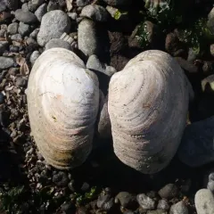 Butter Clam thumbnail 1