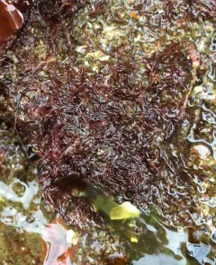 Herposiphonia plumula thumbnail 2