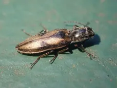 Liotrichus umbripennis thumbnail 2