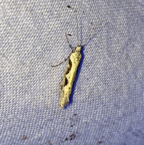 Rhigognostis interrupta