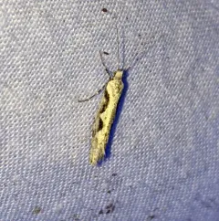 Rhigognostis interrupta thumbnail 1