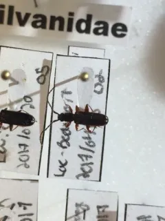 Swan Silvan Flat Bark Beetle thumbnail 4