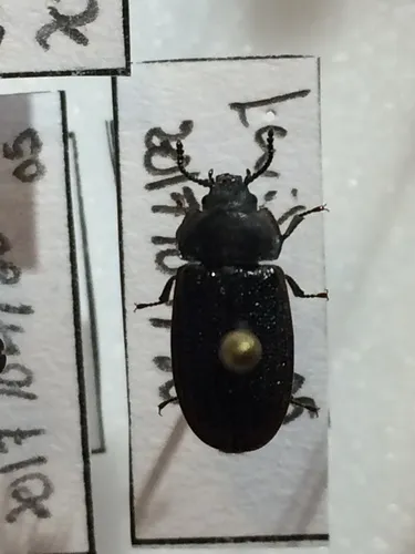Grynocharis quadrilineata