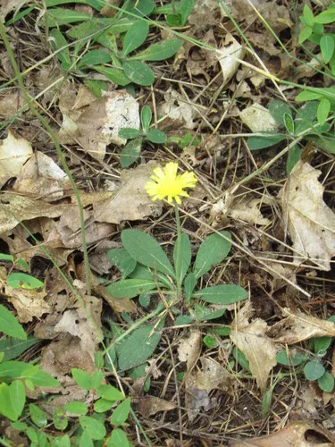 Spreading Mouse-ear-hawkweed