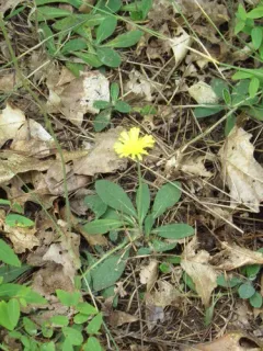 Spreading Mouse-ear-hawkweed thumbnail 1