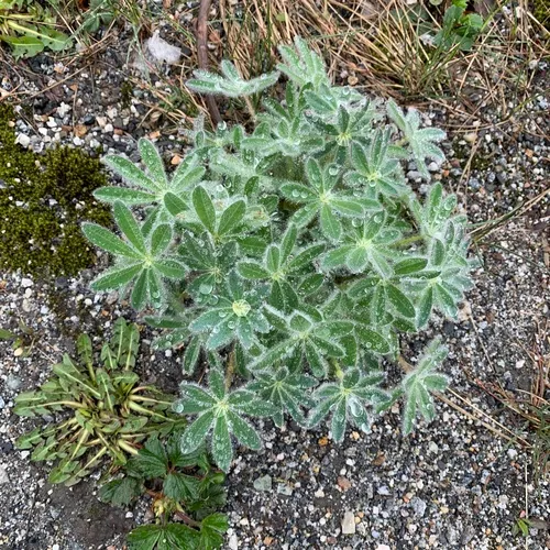 Nootka Lupine