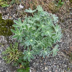 Nootka Lupine thumbnail 1