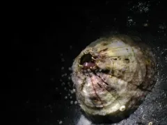 Solidobalanus engbergi thumbnail 2