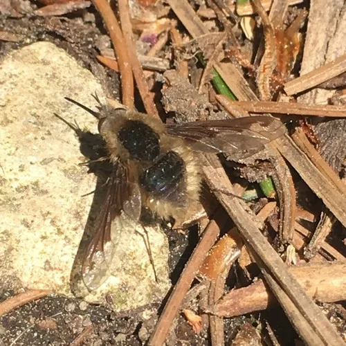 Greater Bee Fly