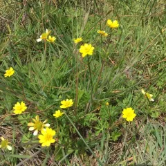 California buttercup thumbnail 3