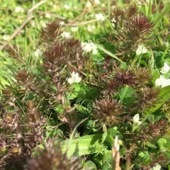 dwarf owl's-clover thumbnail 2