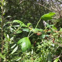 canyon gooseberry thumbnail 2